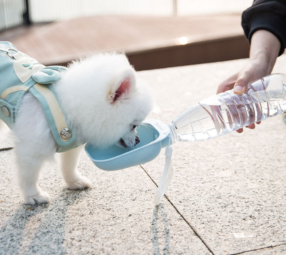 Teddy Portable Pet Water Bottle for Happy Hydration